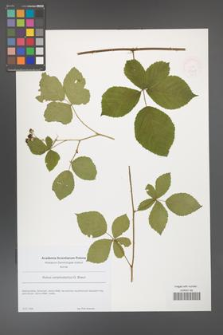 Rubus camptostachys [KOR 49068]