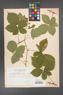 Rubus camptostachys [KOR 31135]
