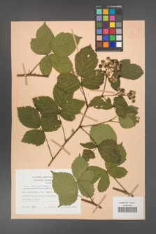 Rubus camptostachys [KOR 27993]