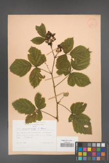 Rubus camptostachys [KOR 27994]