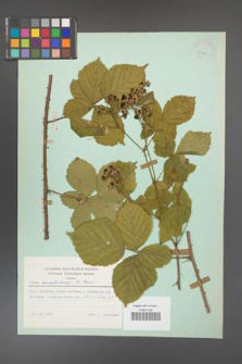 Rubus camptostachys [KOR 23899]