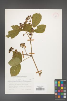 Rubus camptostachys [KOR 24901]