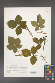 Rubus camptostachys [KOR 25853]