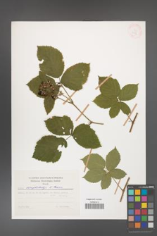 Rubus camptostachys [KOR 31137]
