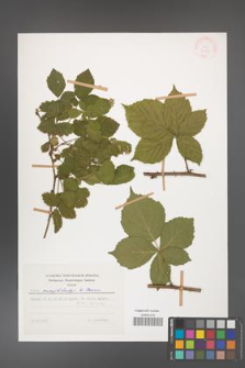 Rubus camptostachys [KOR 31138]