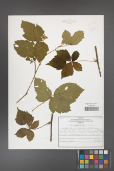 Rubus camptostachys [KOR 50002a]