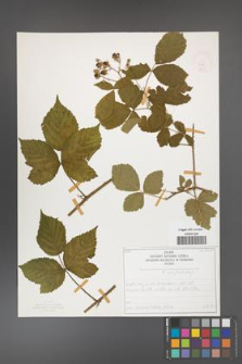 Rubus camptostachys [KOR 50088]