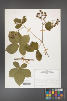 Rubus camptostachys [KOR 50089]