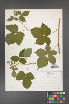 Rubus camptostachys [KOR 50091]