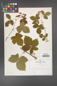 Rubus camptostachys [KOR 50093]