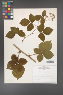 Rubus camptostachys [KOR 50097]