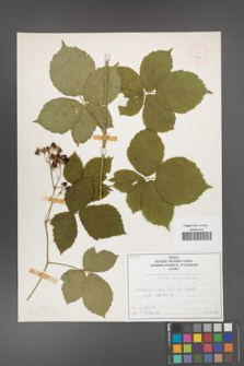 Rubus camptostachys [KOR 50086]