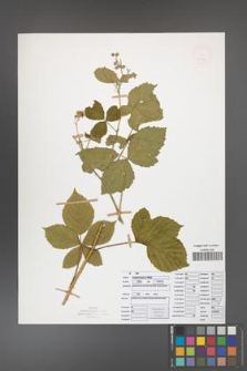 Rubus camptostachys [KOR 50098]