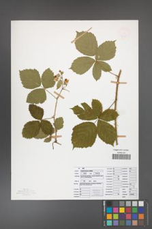 Rubus camptostachys [KOR 50099]