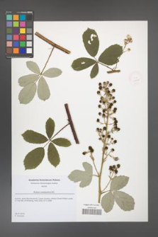 Rubus canescens [KOR 51806]