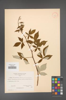 Rubus canescens [KOR 27055]