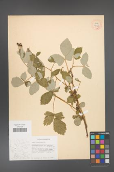 Rubus canescens [KOR 27047]