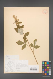 Rubus canescens [KOR 27051]