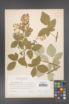 Rubus canescens [KOR 18639]
