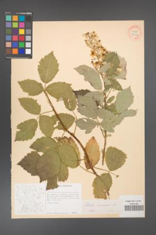 Rubus canescens [KOR 27046]