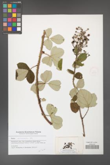 Rubus canescens [KOR 51571]