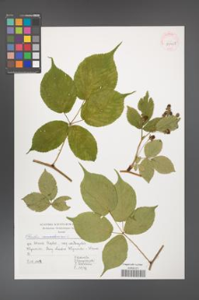 Rubus canadensis [KOR 39951]