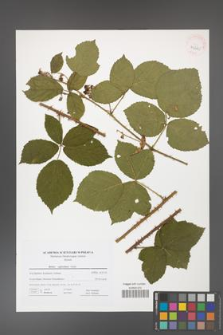Rubus capitulatus [KOR 41665]