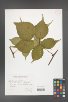 Rubus canadensis [KOR 41452]