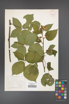 Rubus canadensis [KOR 40503]