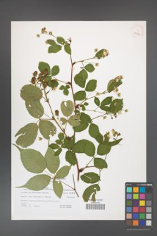 Rubus canadensis [KOR 40884]