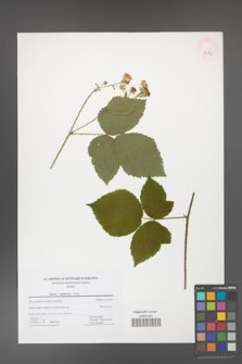 Rubus capitulatus [KOR 42711]