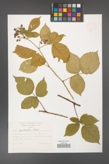 Rubus capitulatus [KOR 47391]