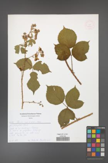 Rubus capitulatus [KOR 52626]