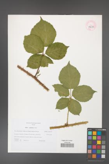 Rubus capitulatus [KOR 44678]