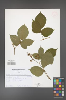 Rubus capitulatus [KOR 52005]