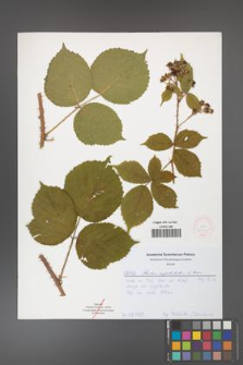 Rubus capitulatus [KOR 52046]