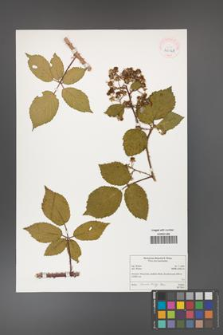 Rubus canintegri [KOR 40141]
