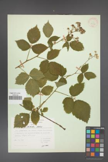 Rubus capitulatus [KOR 31146]