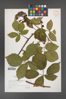 Rubus apricus [KOR 39652]