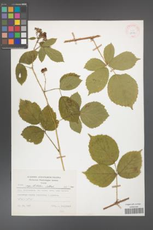 Rubus capitulatus [KOR 23077]