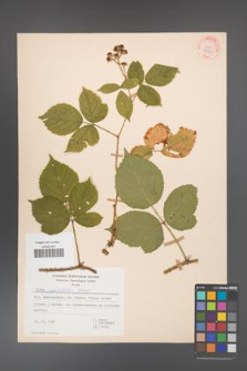 Rubus capitulatus [KOR 34715]