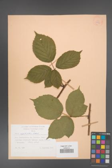 Rubus capitulatus [KOR 27991]