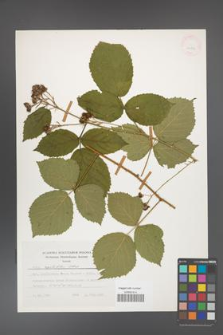 Rubus capitulatus [KOR 24783]