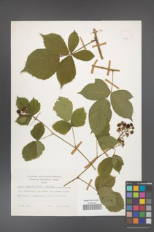 Rubus capitulatus [KOR 24897]