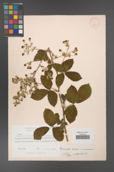 Rubus [KOR 18554]