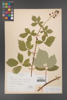 Rubus [KOR 27084]