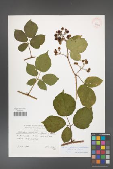Rubus bohemo-polonicus [KOR 39933]