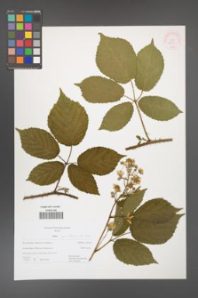 Rubus capricollensis [KOR 52651]