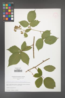 Rubus capricollensis [KOR 51628]