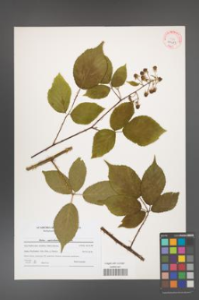 Rubus capricollensis [KOR 40685]